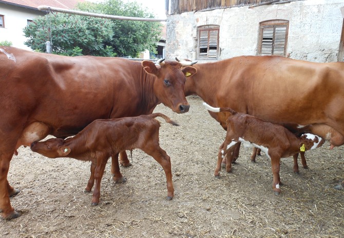 Landwirtschaftsbetriebe: Unternehmensnachfolge Landwirtschaft  - Landwirtschaftsbetrieb in Bayern sucht Betriebsnachfolger