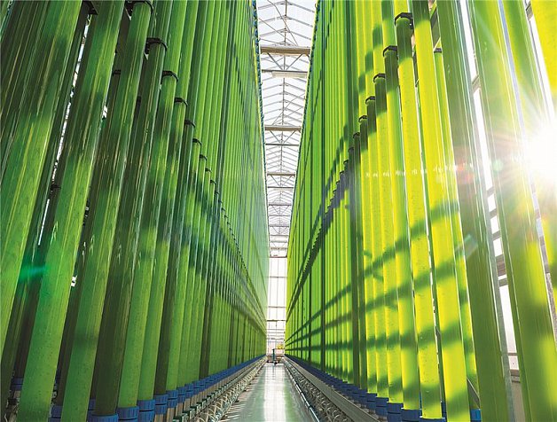 Unternehmensnachfolge Produktion: Unternehmensnachfolgeangebot für Algenproduktion - Unternehmensnachfolger o. Partner für Betrieb mit automatisierter Algenproduktion (Algenfarm) gesucht
